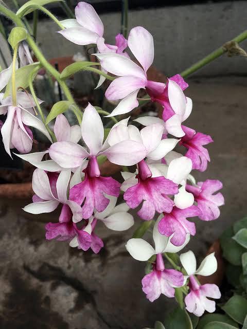 Calanthe Rose Georgene x Calanthe First Lady  1 plant /Bulb Orchid rare ,Terrestial orchid