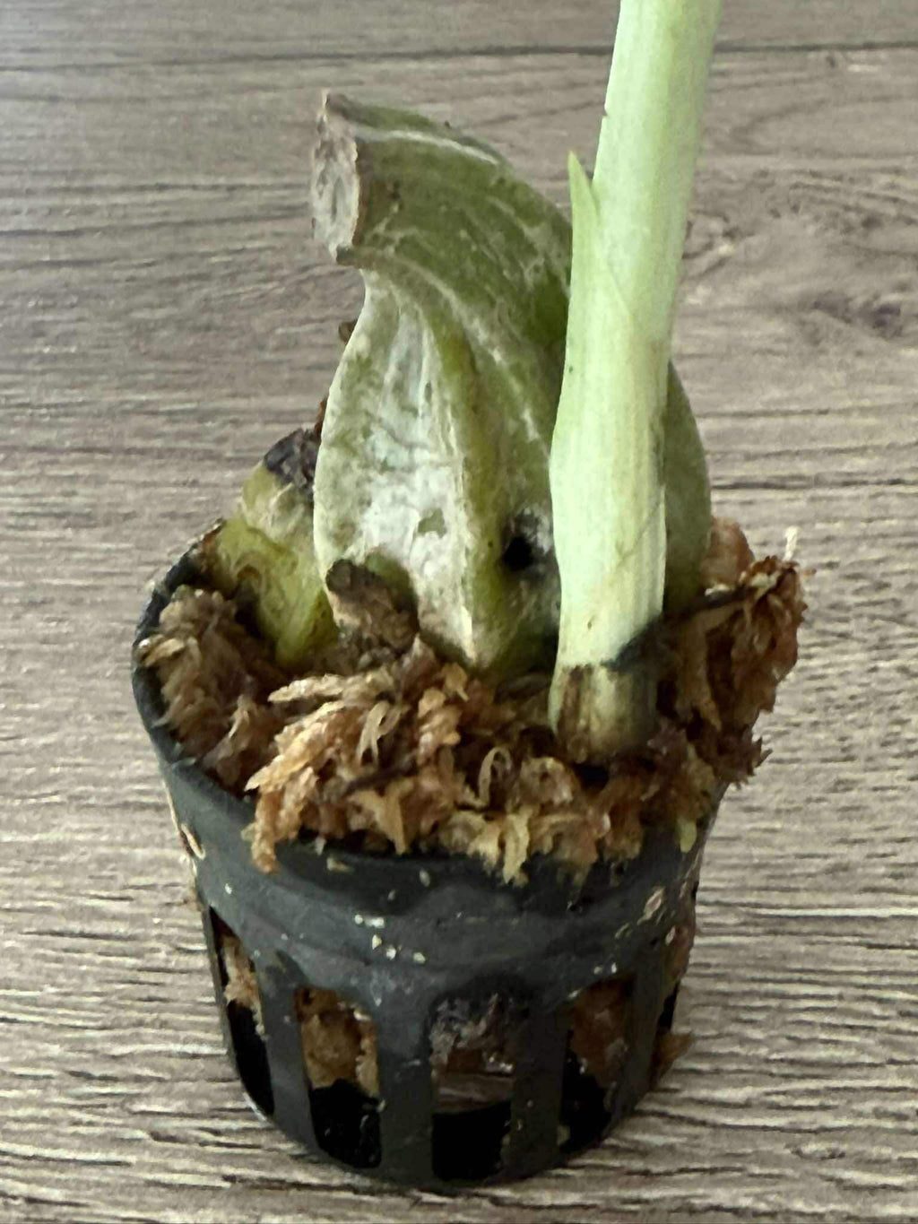 Calanthe Rose Georgene x Calanthe First Lady 1 plante / Bulbe Orchidée rare, Orchidée terrestre