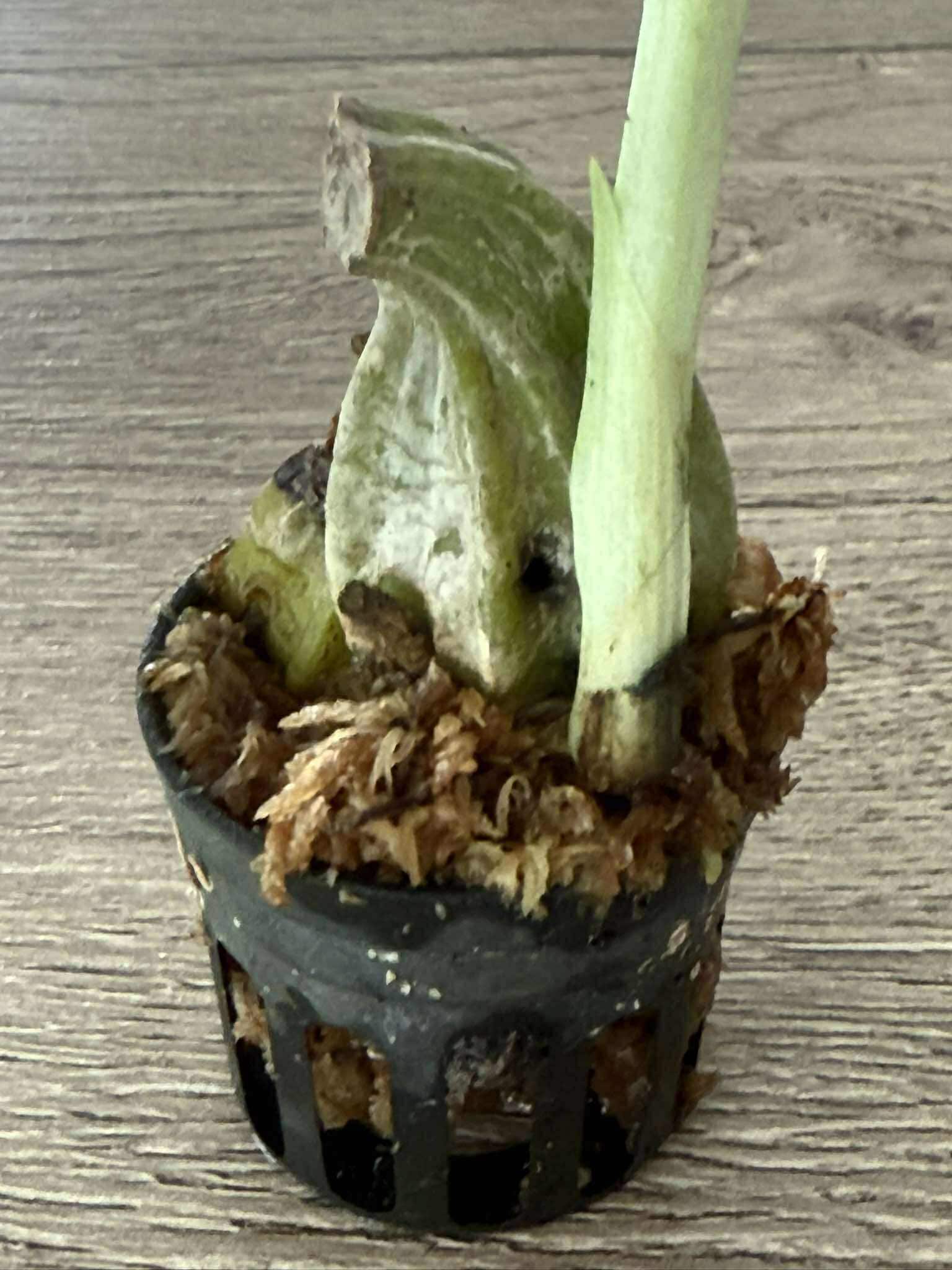 Calanthe Rose Georgene x Calanthe First Lady  1 plant /Bulb Orchid rare ,Terrestial orchid