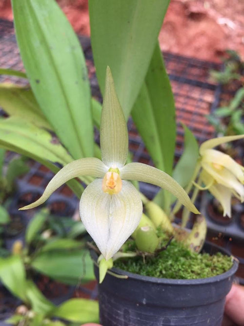 Bulbophyllum rugosum 1 plant Bloom size orchid plant for home  garden Collection