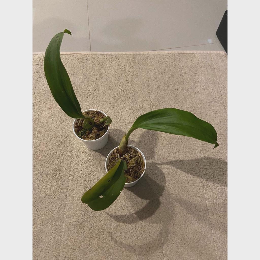 Bulbophyllum rugosum 1 plant Bloom size orchid plant for home  garden Collection