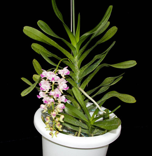 Aerides Korat Koki(fragrant) 1 plant  beautiful Orchid Hybird Vanda Orchid  Aerides Orchid