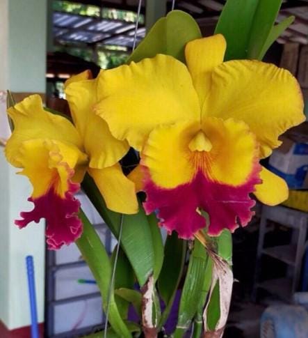 Cattleya Thongsuk Delight (Rhyncholaeliocattleya)