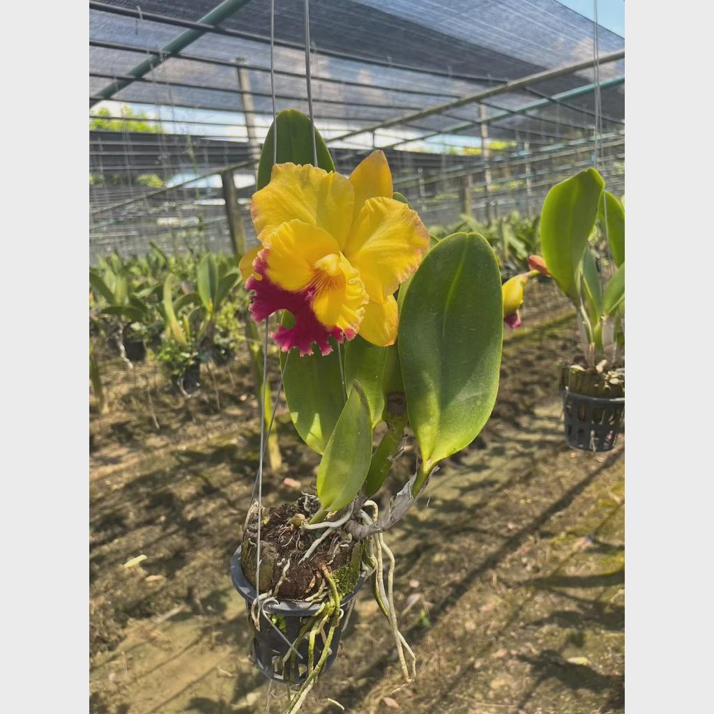 Cattleya Thongsuk Delight (Rhyncholaeliocattleya)