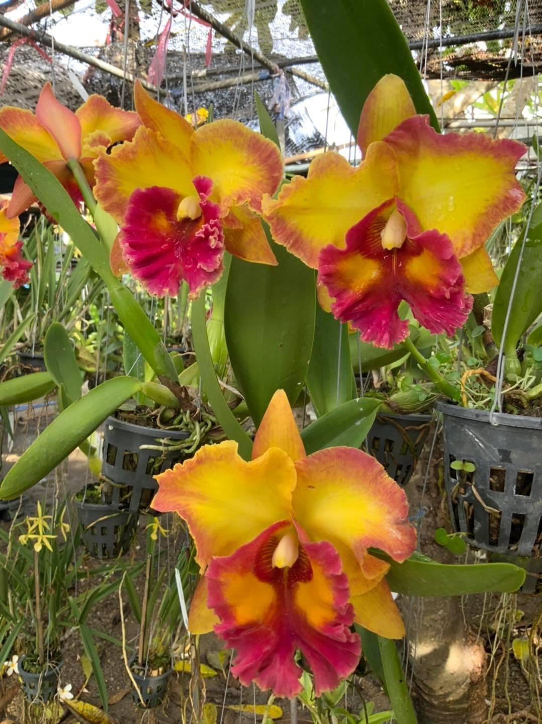 Cattleya Chomthong Fancy (Rhyncholaeliocattleya) 1 plant Yellow/red/orange Cattleya orchid collection Rare orchid hybrids