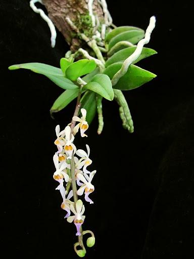 Diploprora truncata Miniature Orchid - Rare Air Root Orchid Plant Vanda