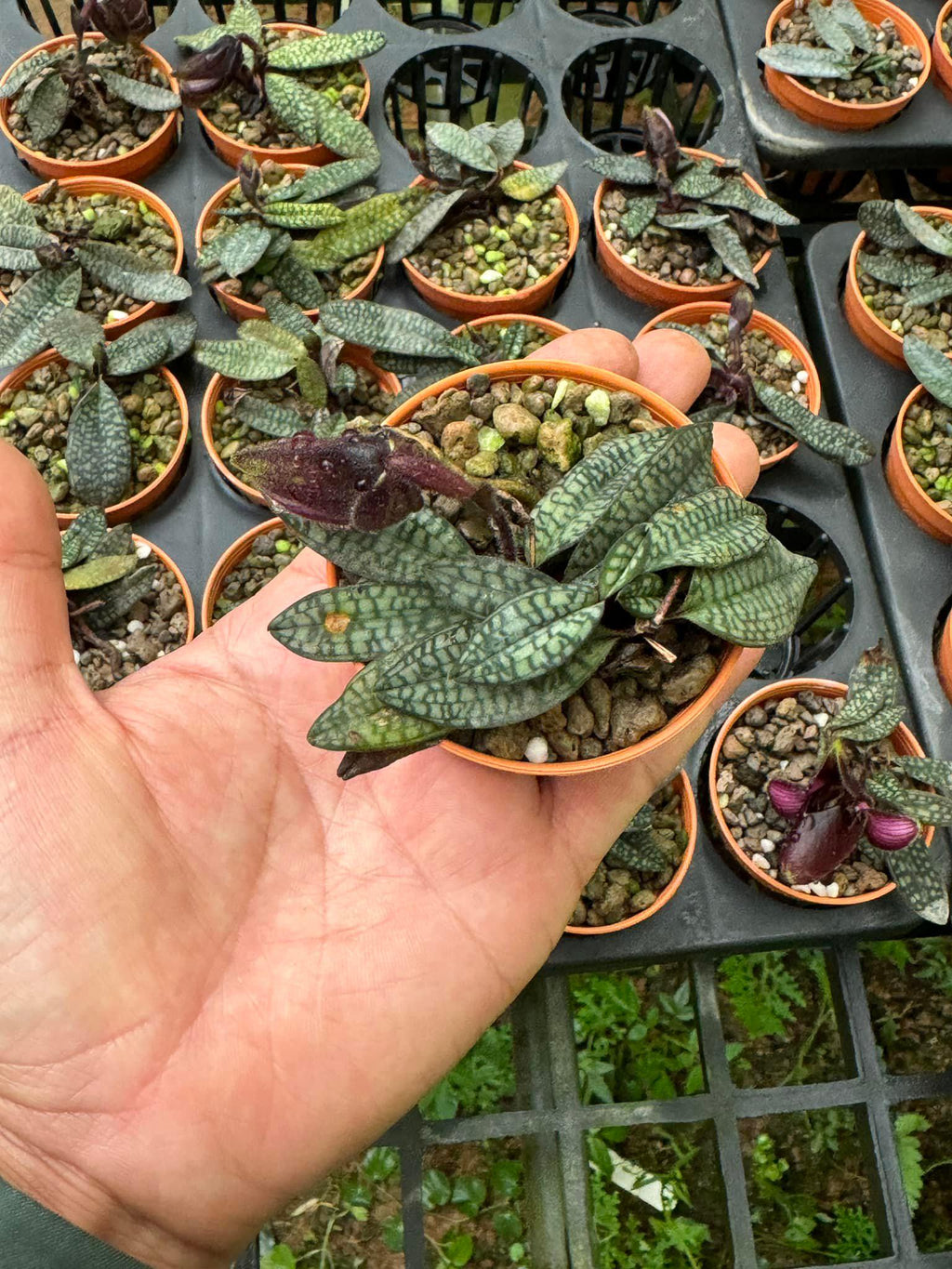 Paphiopedilum rungsuriyanum