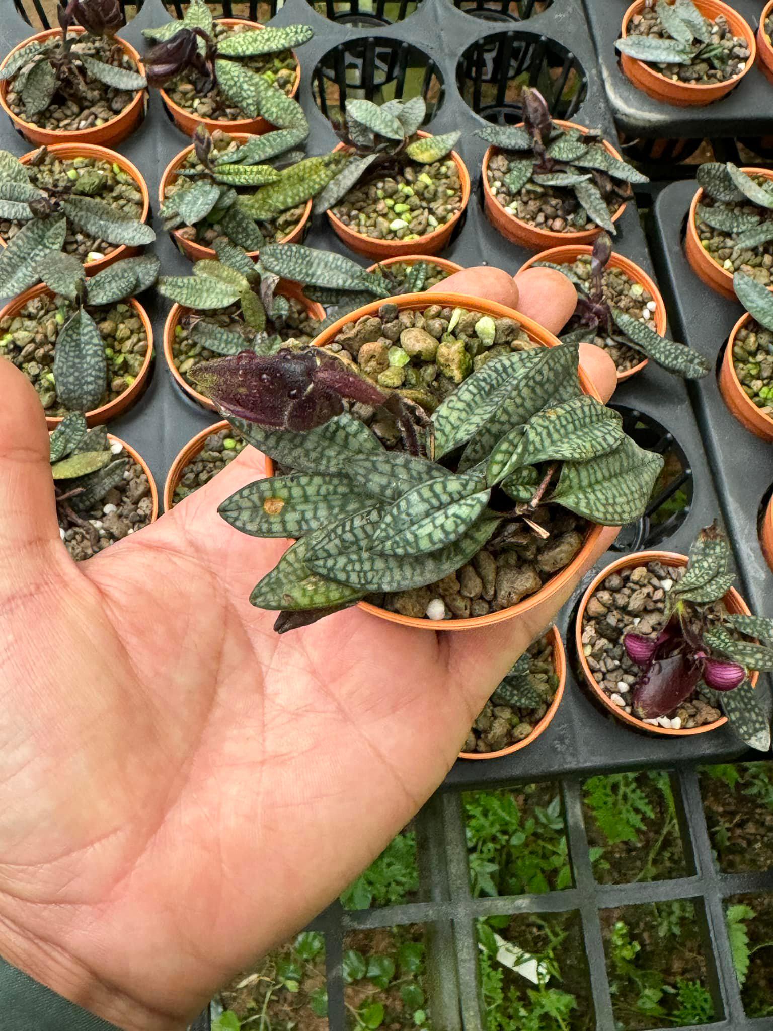 Paphiopedilum rungsuriyanum