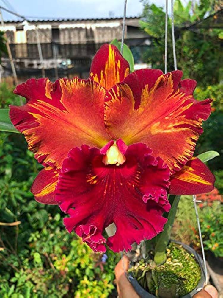 Cattleya (Rlc.) Hey Song Flame Dance (Flower Size) - PotPlantPetal Co.