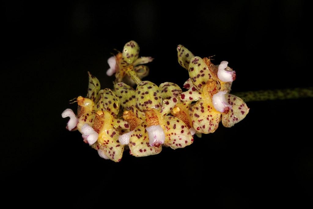Bulbophyllum violaceolabellum - PotPlantPetal Co.