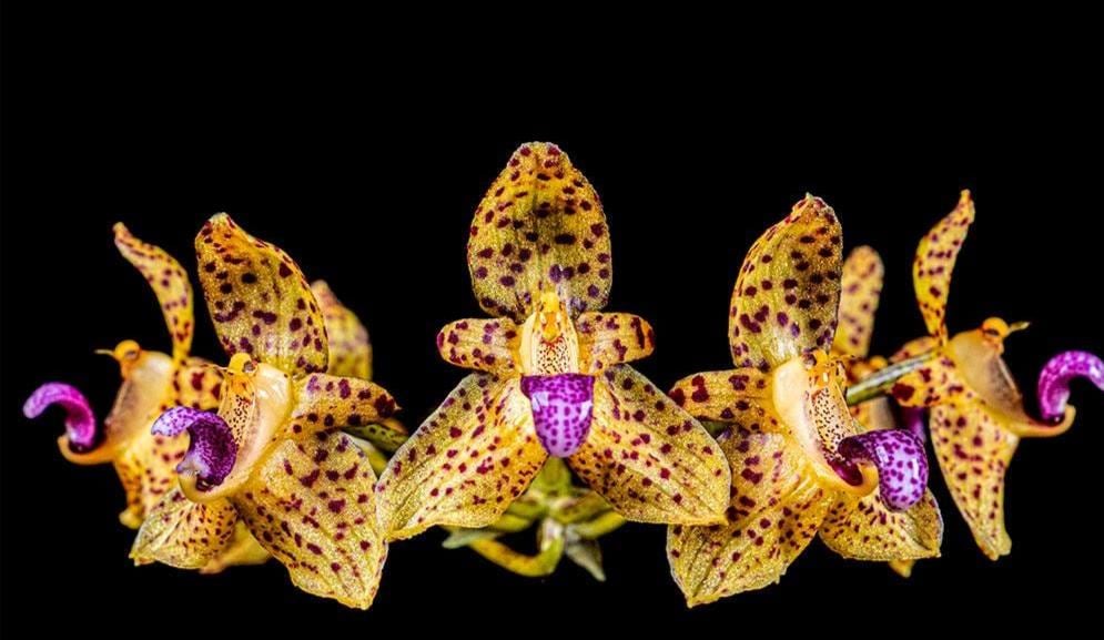 Bulbophyllum violaceolabellum - PotPlantPetal Co.