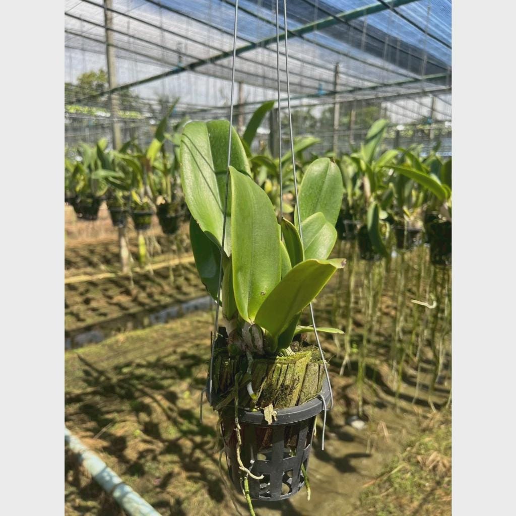 Cattleya (Rlc.) Rungnapa New - PotPlantPetal Co.