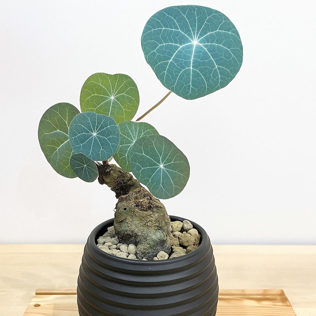 Stephania Erecta  (Caudex Plant)
