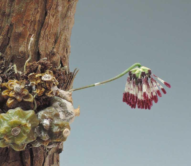 Bulbophyllum tripaleum Orchid - Live Plant - Home Garden Collection