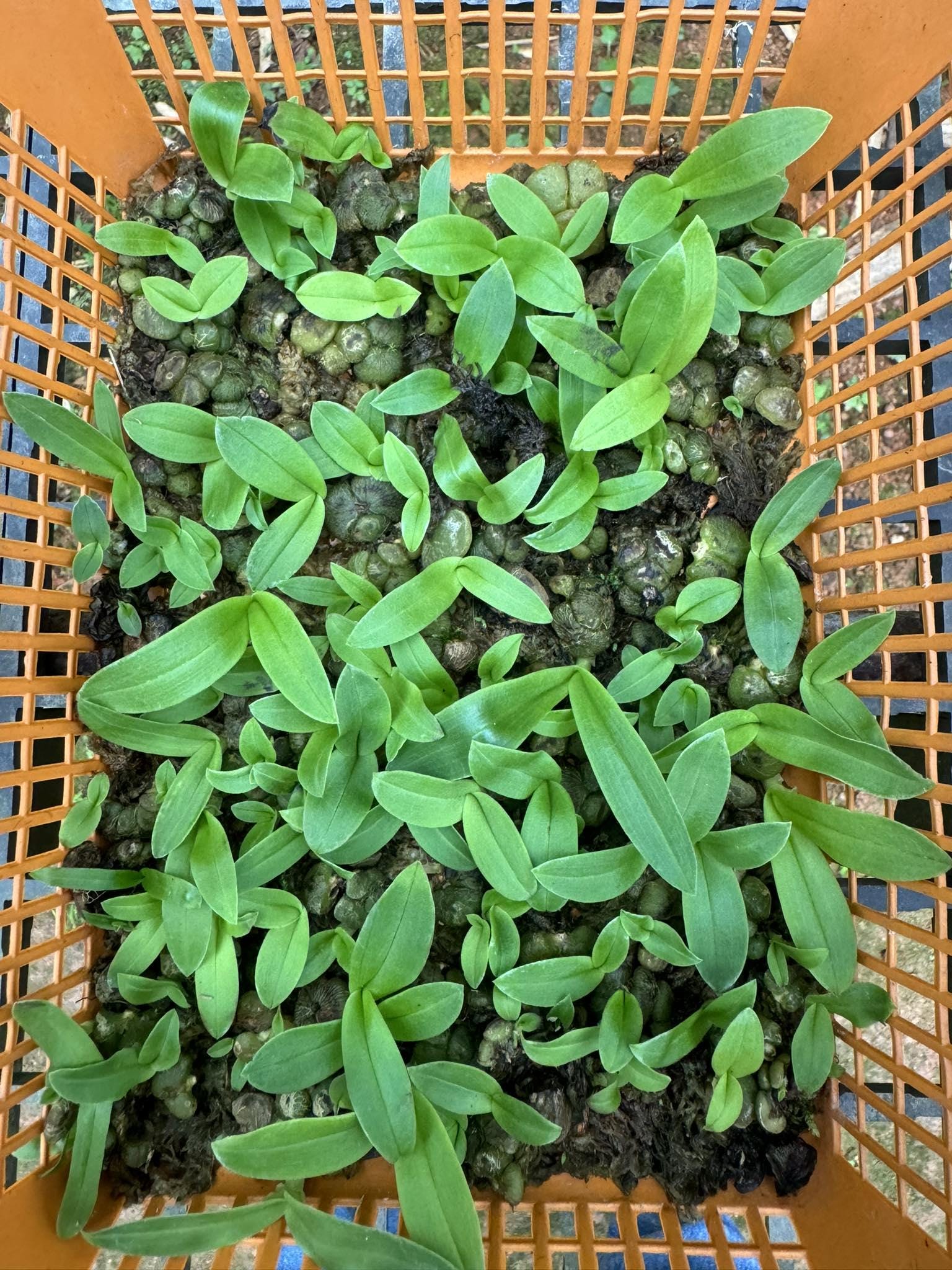Miniature Porpax thaithongiae Orchid: Rare Thai Terrarium Orchid Bulbophyllum