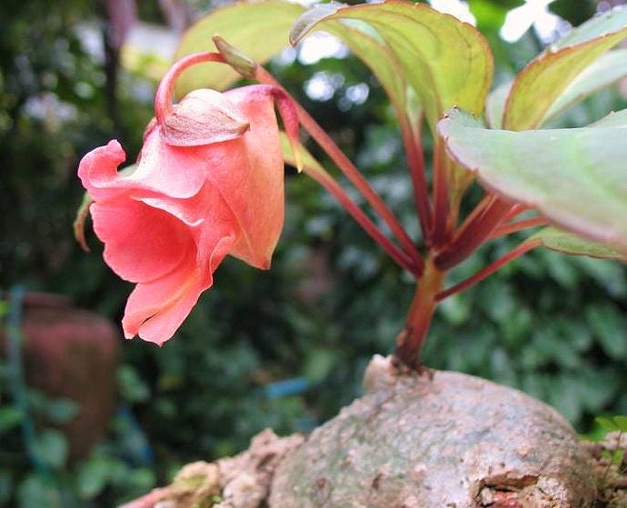 Impatiens phenklaii