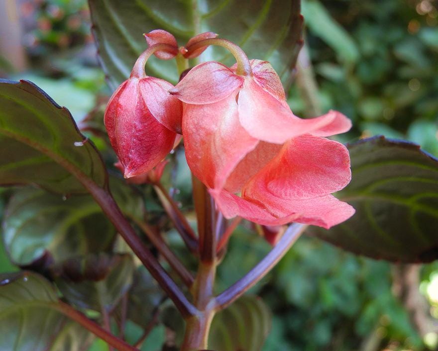 Impatiens phenklaii