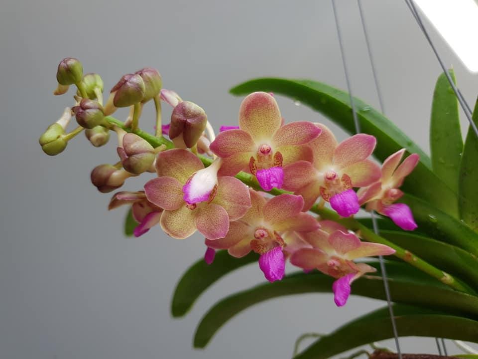 Fragrant Rhynchostylis gigantea Orchid - Wutthiphan Foxtail Variety Vanda