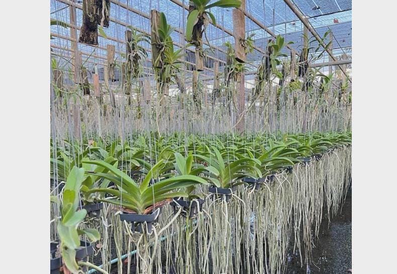 Fragrant Rhynchostylis gigantea Orchid - Wutthiphan Foxtail Variety Vanda