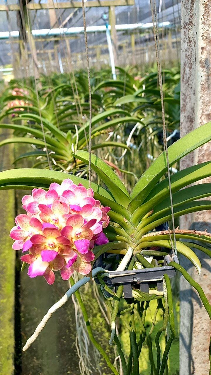 Fragrant Rhynchostylis gigantea Orchid - Wutthiphan Foxtail Variety Vanda