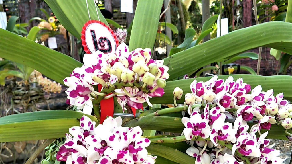 Rhynchostylis gigantea Cartoon (Select Pink/white) Foxtail Orchid, Aerides  2 Plant Vanda