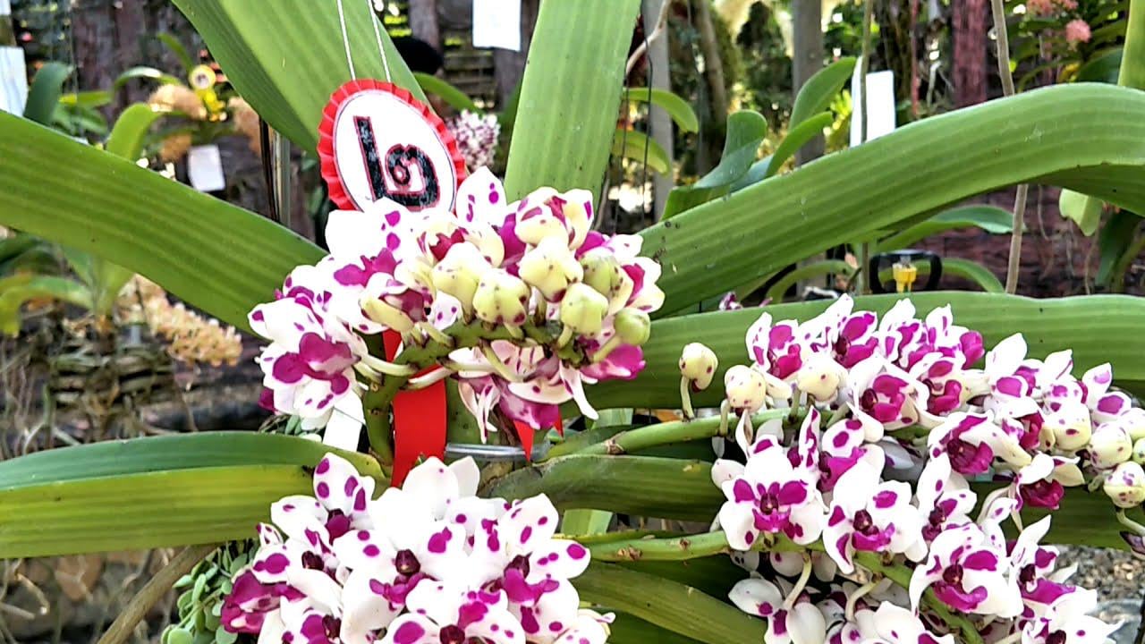 Rhynchostylis gigantea Cartoon (Select Pink/white) Foxtail Orchid, Aerides  2 Plant Vanda