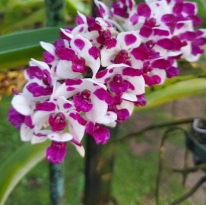 Rhynchostylis gigantea Cartoon (Select Pink/white) Foxtail Orchid, Aerides  2 Plant Vanda