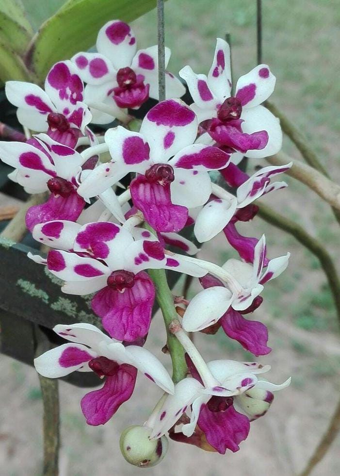 Rhynchostylis gigantea Cartoon (Select Pink/white) Foxtail Orchid, Aerides  2 Plant Vanda