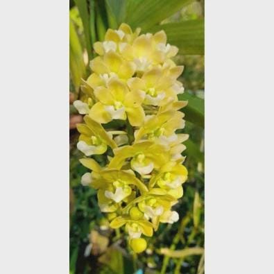 Yellow Foxtail Orchid (Rhynchostylis gigantea): Air Plant, 2 Seedlings Vanda