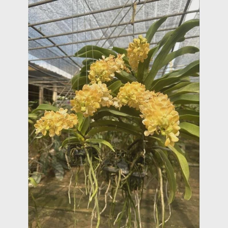 Yellow Foxtail Orchid (Rhynchostylis gigantea): Air Plant, 2 Seedlings Vanda