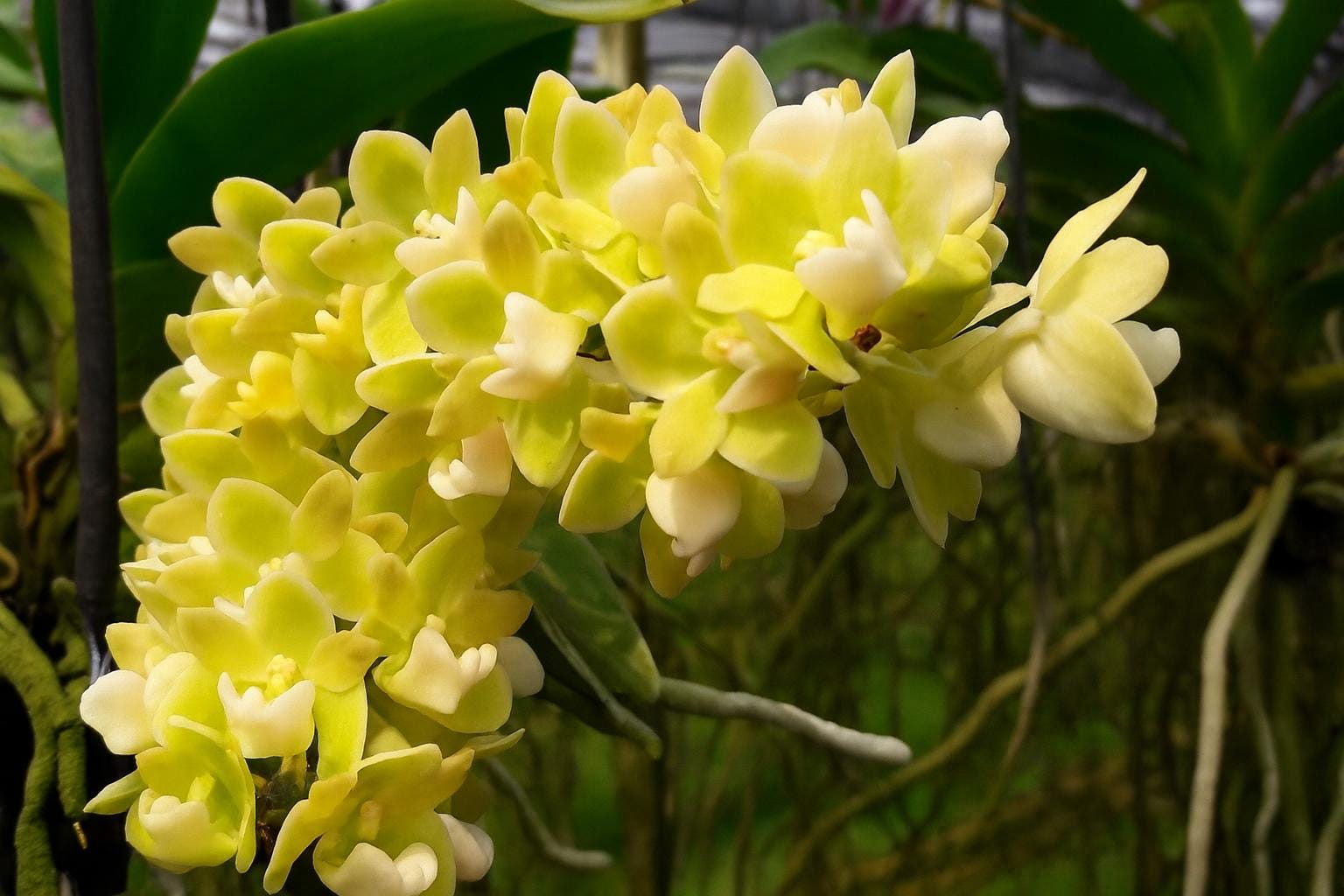 Yellow Foxtail Orchid (Rhynchostylis gigantea): Air Plant, 2 Seedlings Vanda
