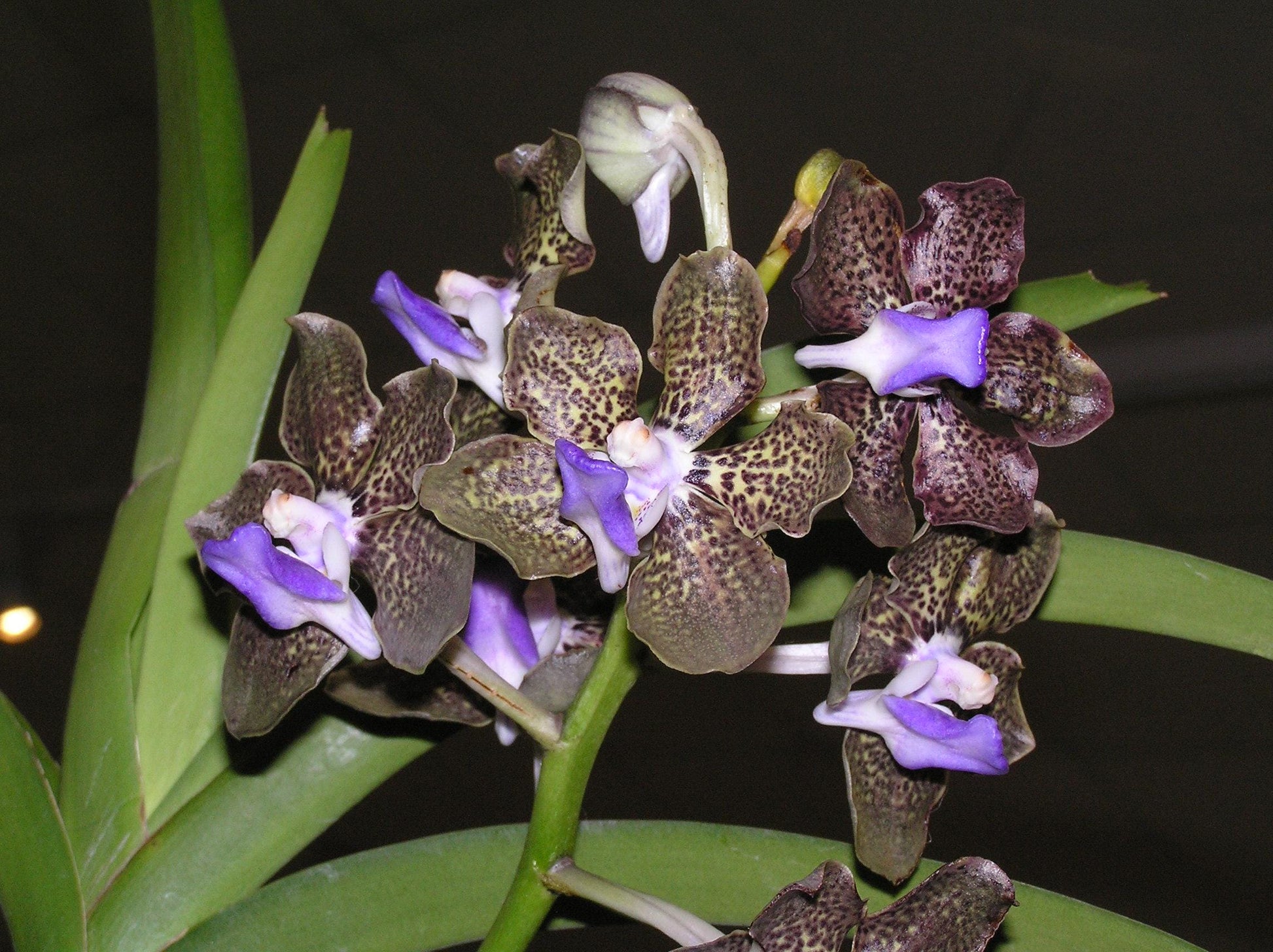Papilionanda Mimi Palmer (hybrid of Papilionanda) Vanda Orchid, Aerides