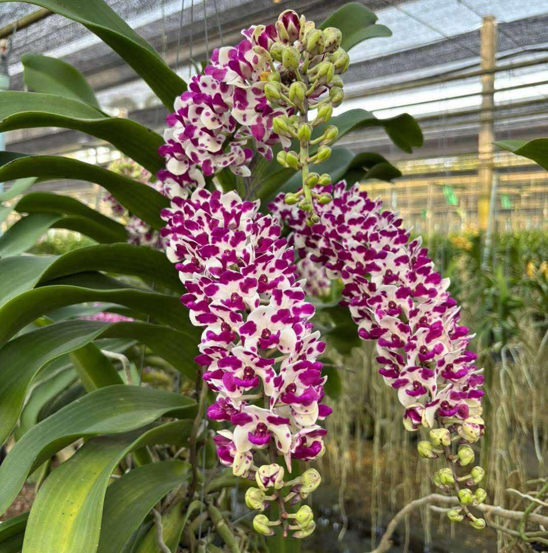 Rhynchostylis gigantea Orchid (Select Pink): Foxtail Orchid, Aerides Vanda