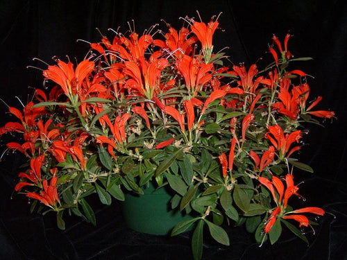 Aeschynanthus andersonii (dwarf) 1 Plant bloom size , tropical plant for home & Garden collection