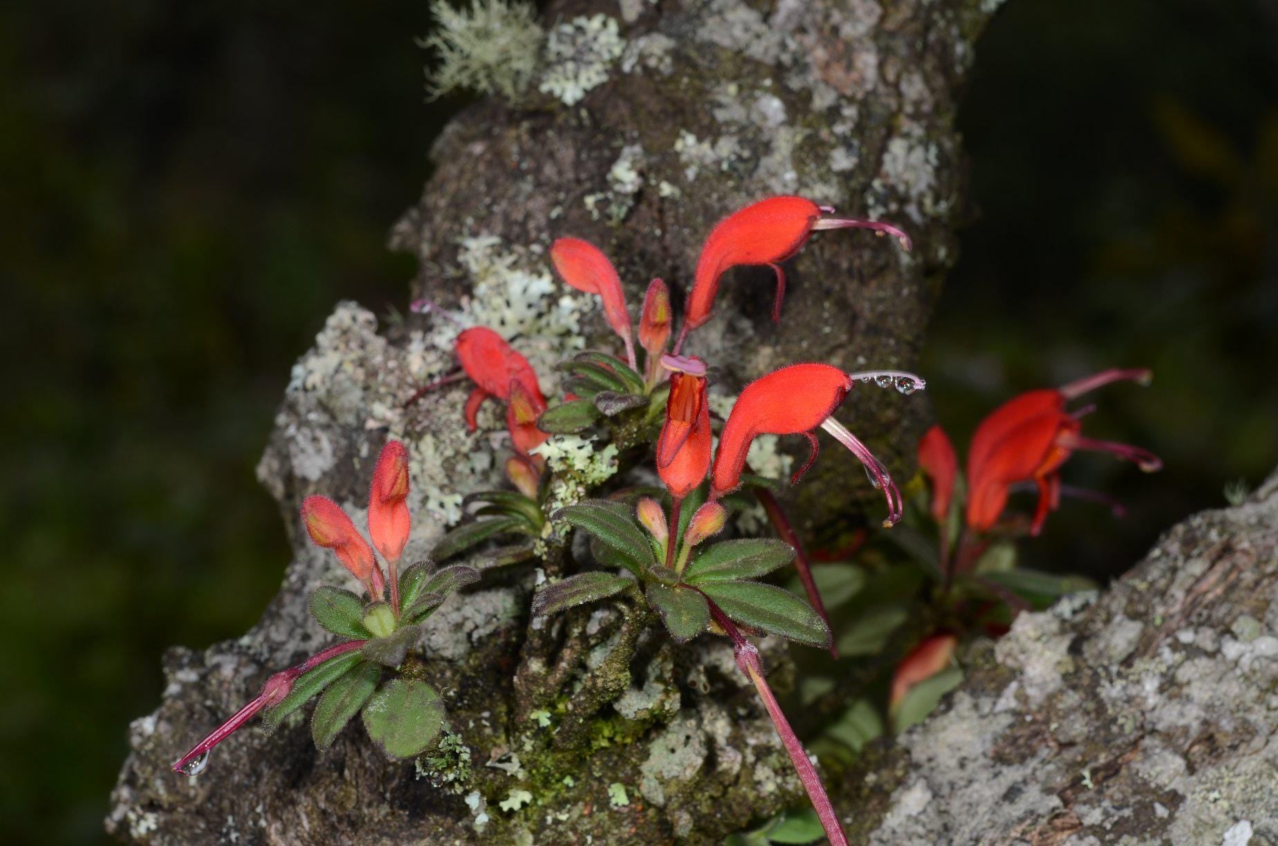 Aeschynanthus andersonii (dwarf) 1 Plant bloom size , tropical plant for home & Garden collection