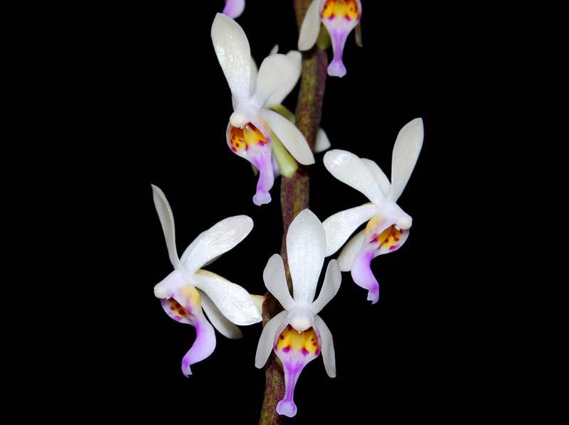 Diploprora truncata Miniature Orchid - Rare Air Root Orchid Plant Vanda