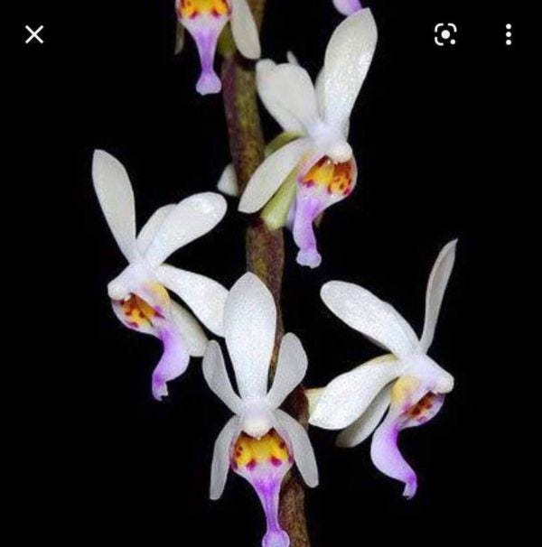 Diploprora truncata Miniature Orchid - Rare Air Root Orchid Plant Vanda