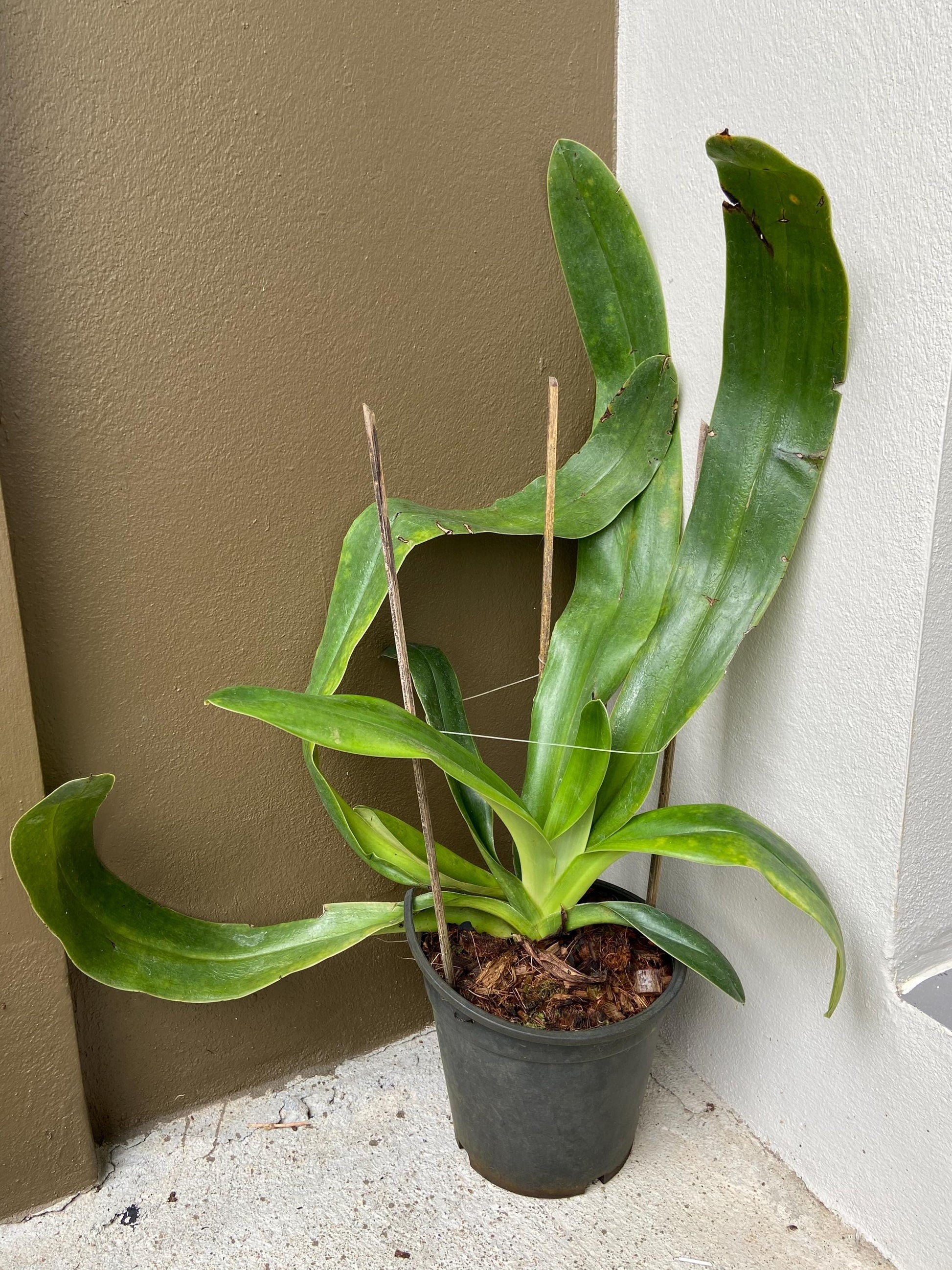 Paphiopedilum gigantifolium