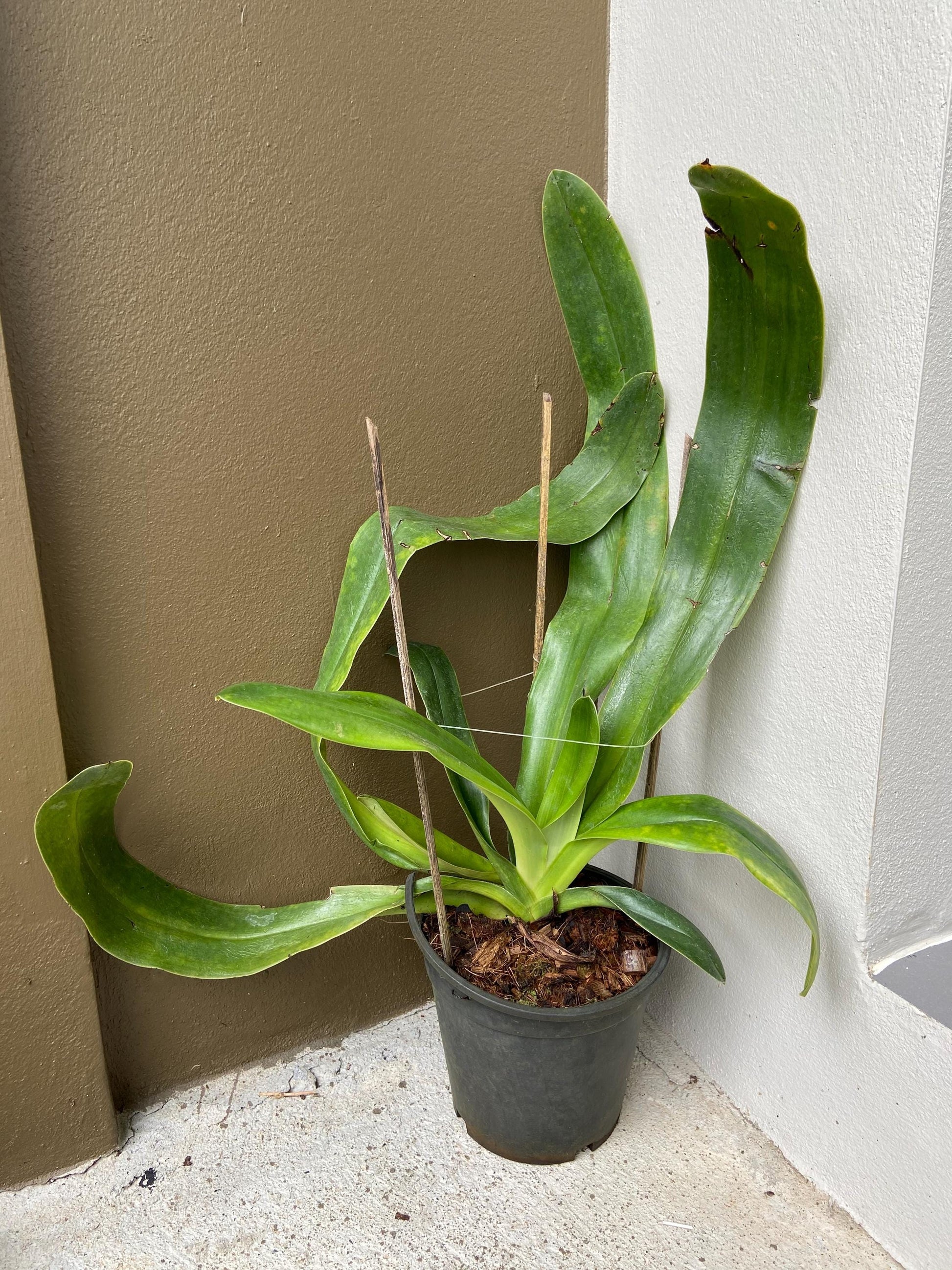 Paphiopedilum gigantifolium