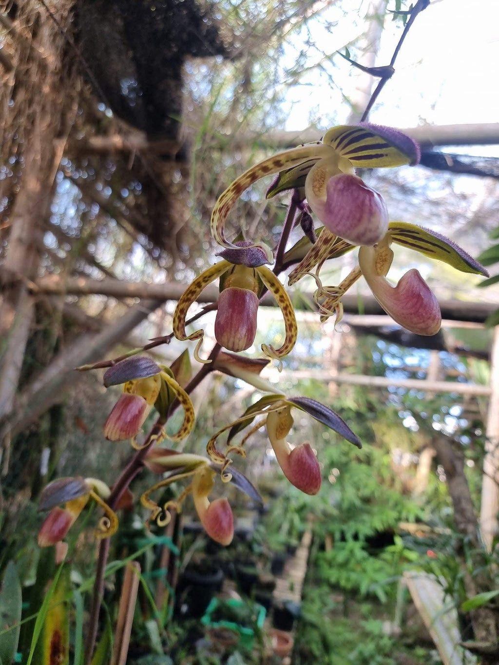 Paphiopedilum gigantifolium