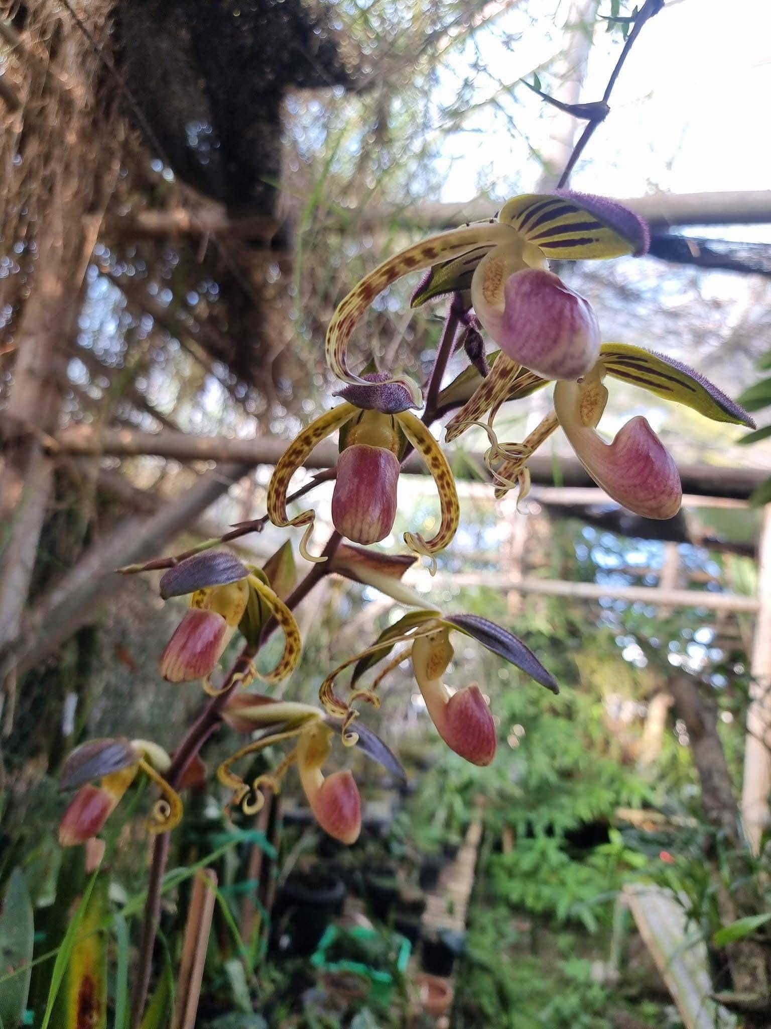 Paphiopedilum gigantifolium