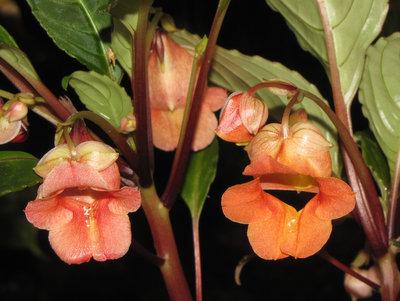 Impatiens phenklaii