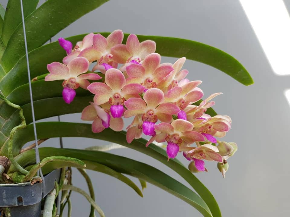 Fragrant Rhynchostylis gigantea Orchid - Wutthiphan Foxtail Variety Vanda