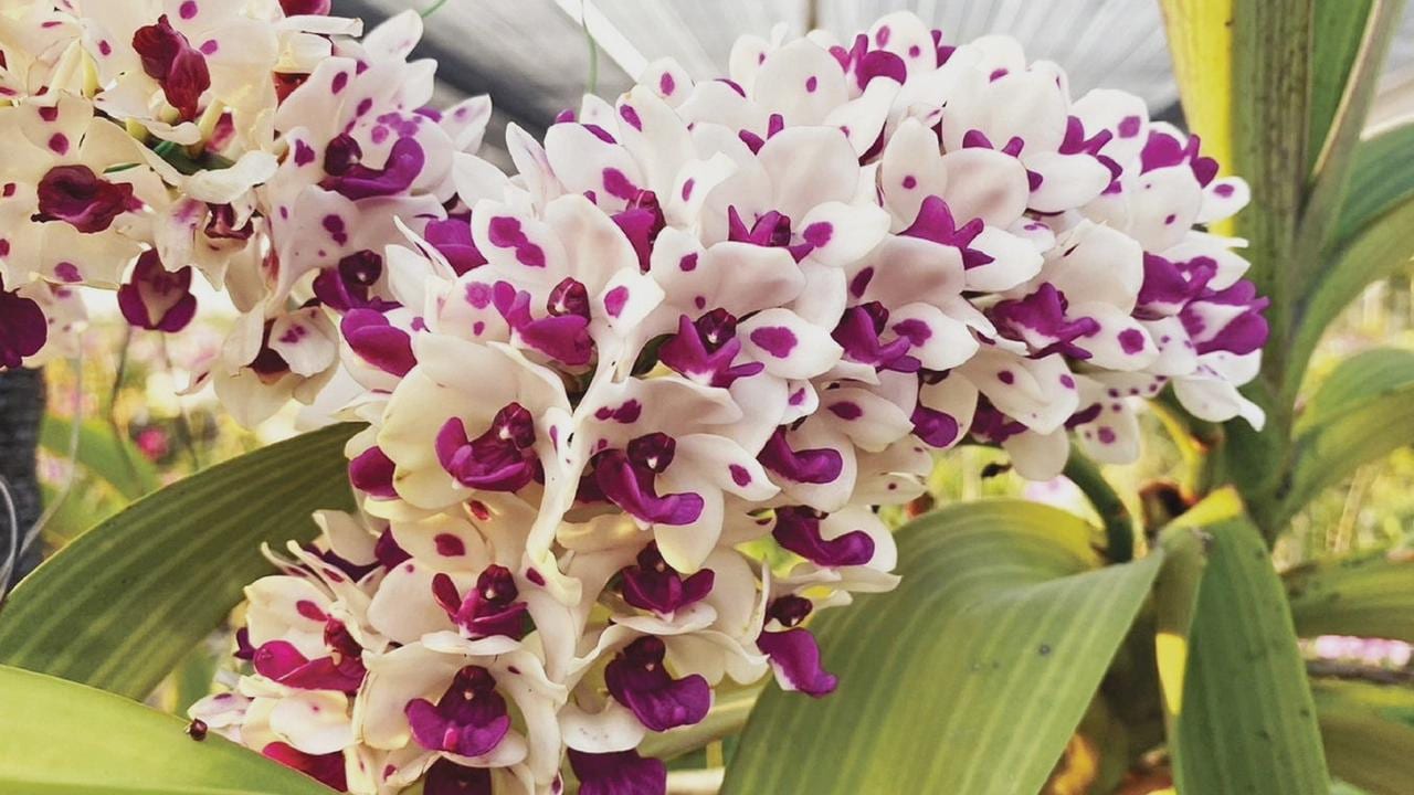 Rhynchostylis gigantea Cartoon (Select Pink/white) Foxtail Orchid, Aerides  2 Plant Vanda