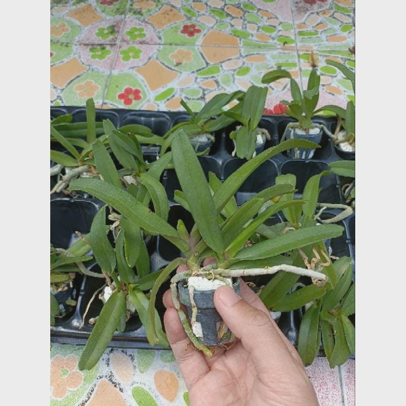 Rhynchostylis gigantea Cartoon (Select Pink/white) Foxtail Orchid, Aerides  2 Plant Vanda