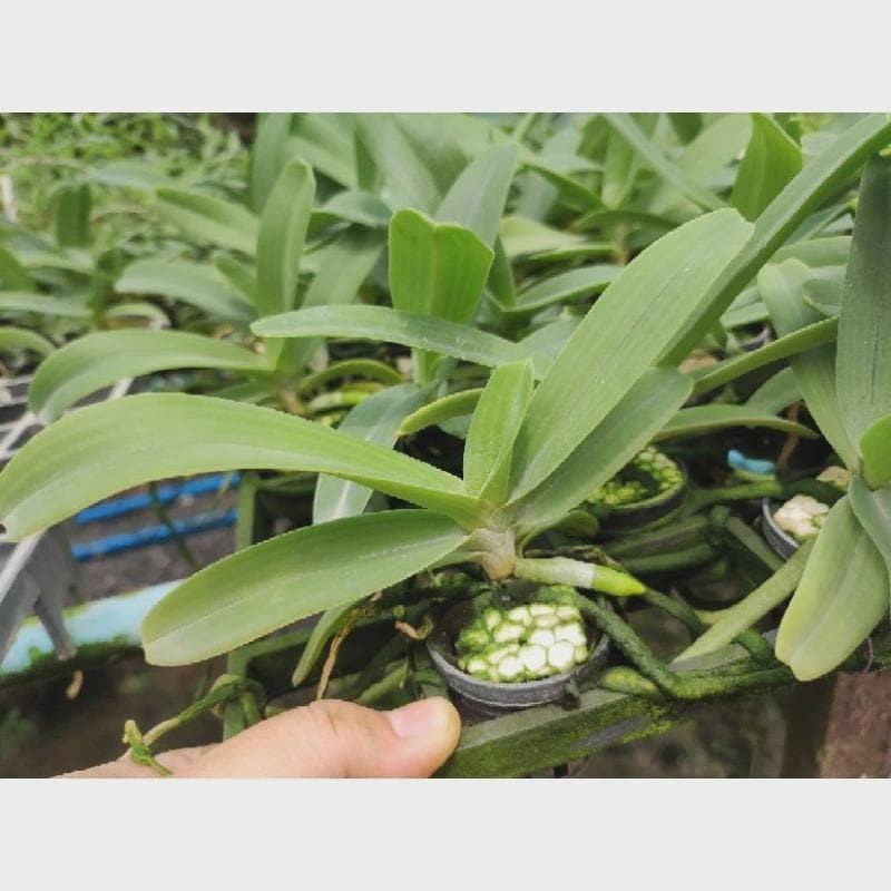 Yellow Foxtail Orchid (Rhynchostylis gigantea): Air Plant, 2 Seedlings Vanda