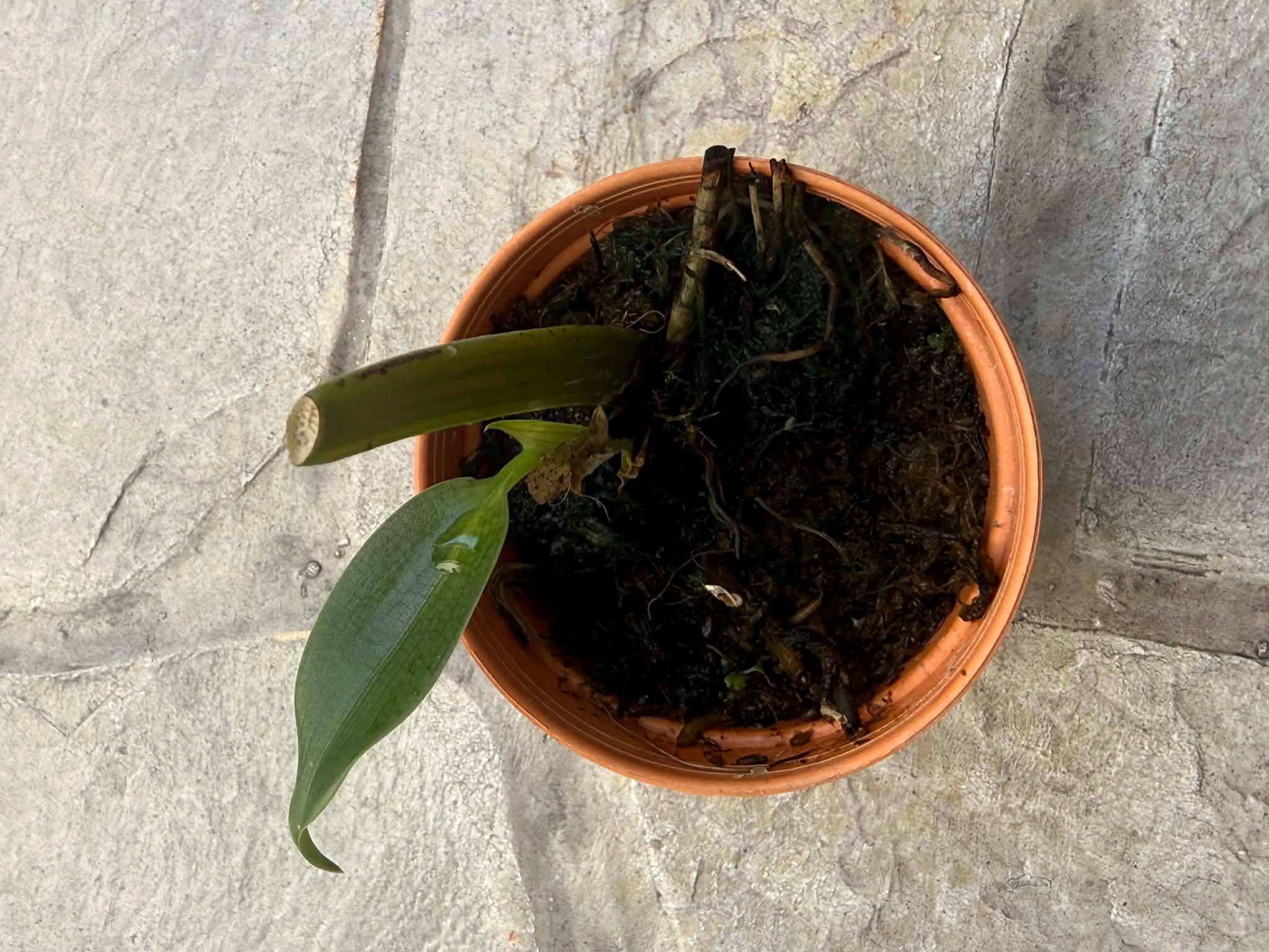 Bulbophyllum binnendijkii (Red)  Rare  Bulbophyllum Orchid  1 Plant Starter Size