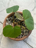 Anperoshissasu Marutini アンペロシッサス・マルティニ   1 Plant Caudex plant Ampelocissus Martini Wild Grape