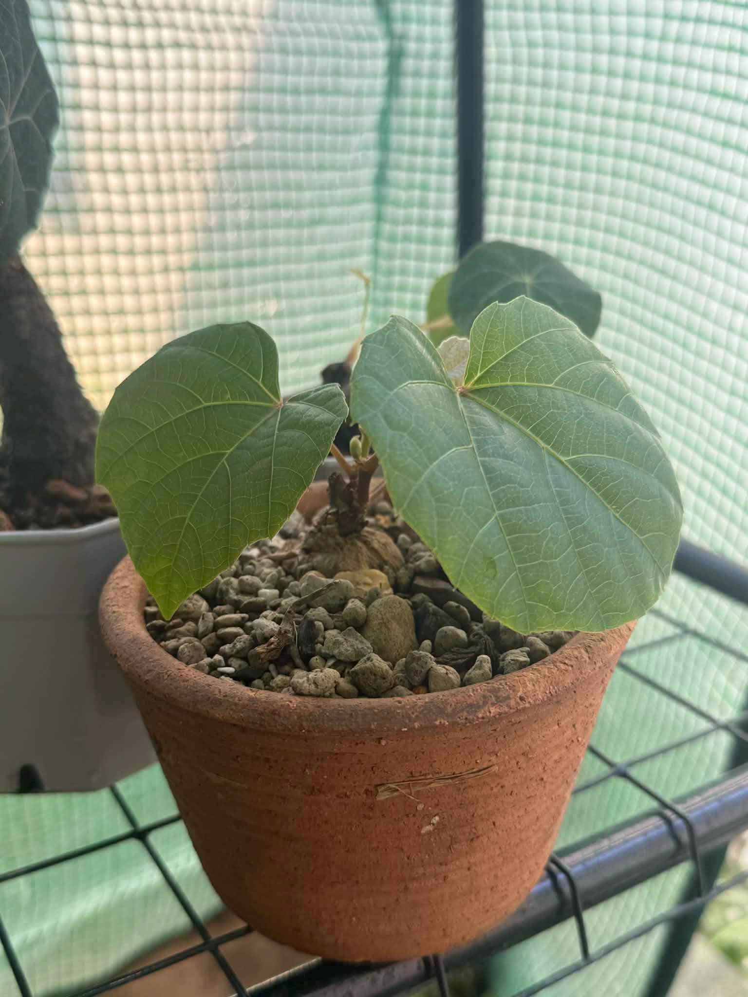 Anperoshissasu Marutini アンペロシッサス・マルティニ   1 Plant Caudex plant Ampelocissus Martini Wild Grape