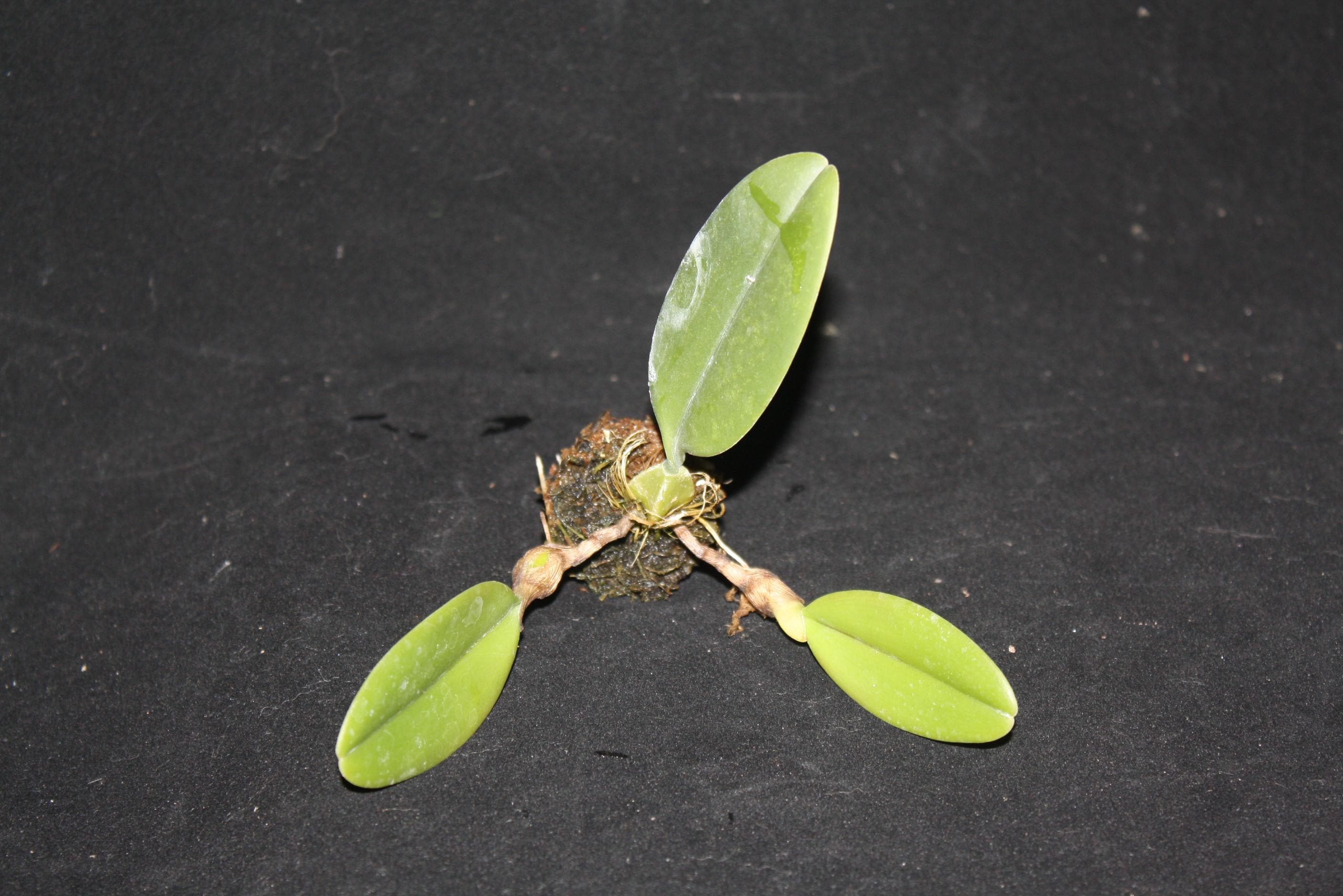 Bulbophyllum hirundinis Mini Bulbophyllum (Rare Collector's Item)